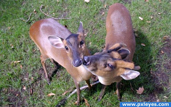 Bambi Kiss